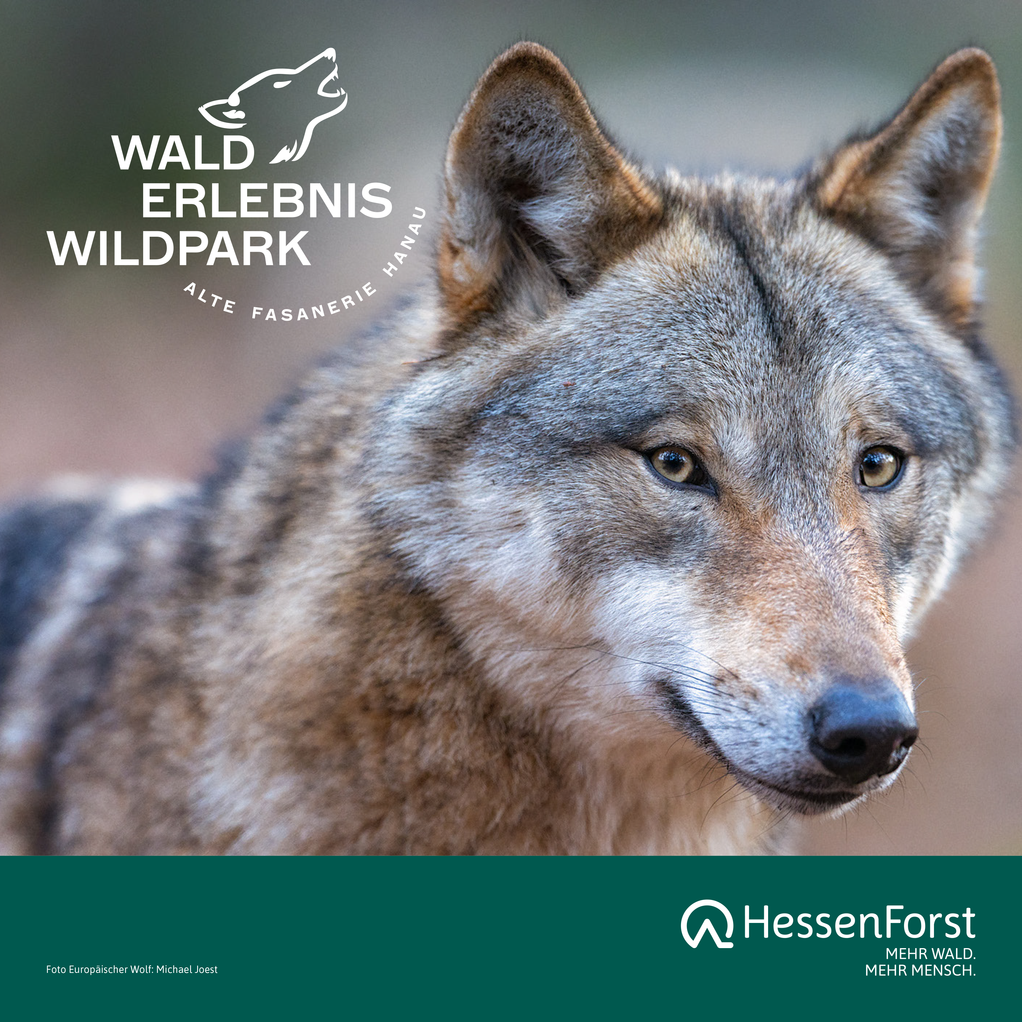 Hanau Erleben Wildpark Wolf 2