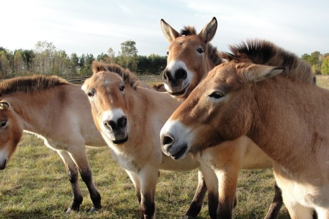 Przewalskipferde Hanau