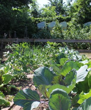 Blick in den Gemüsegarten